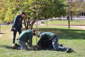 Tree Planting - 2